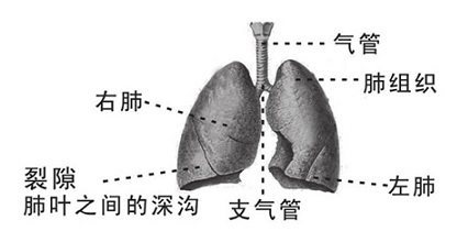 肺脏解剖图