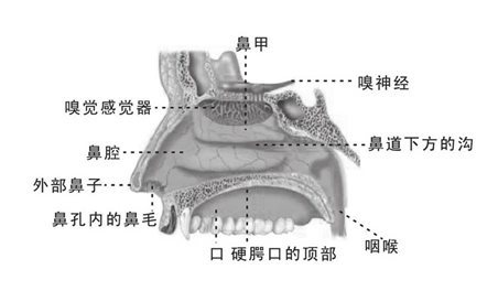 鼻解剖图