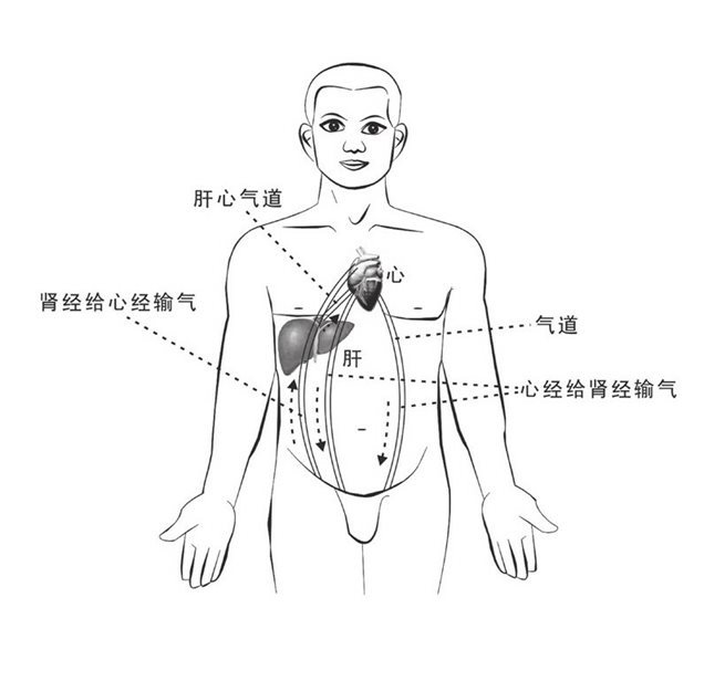 肝、肾、心输气