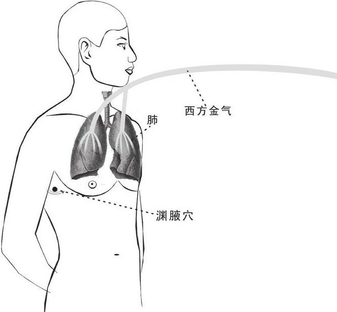 西方金气传肺