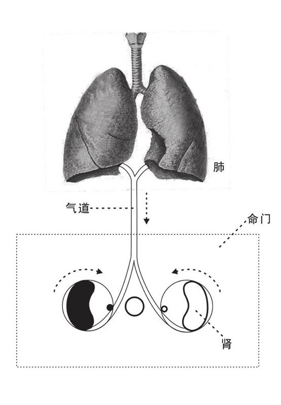 肺给肾传气气道
