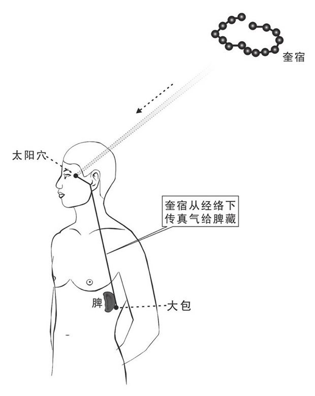 奎宿之气下传脾