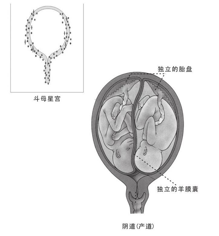 子宫中正在生长的胎儿