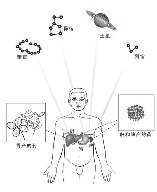脾、肝、胃产药