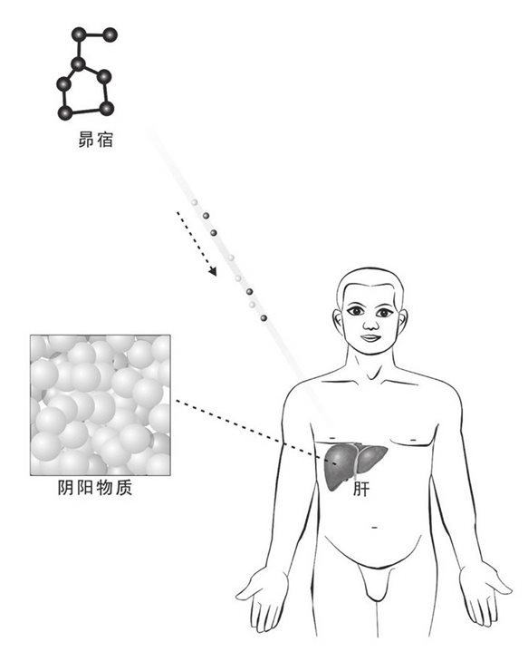 昴宿射肝产阴阳物质
