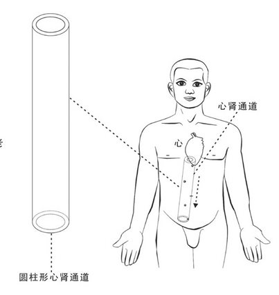 心肾通道