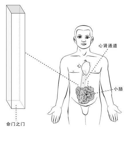 心肾通道