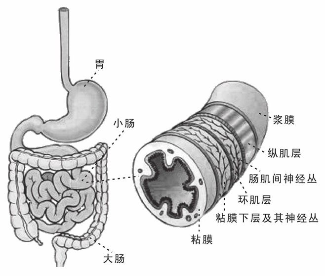 小肠解剖