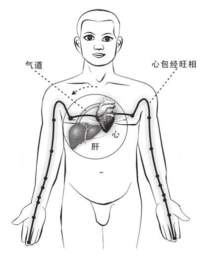 心藏和肝藏一体运动