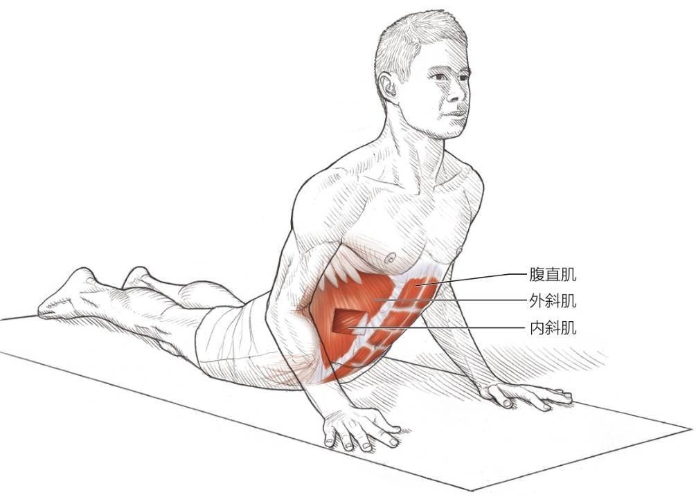 俯卧躯干下部屈肌拉伸