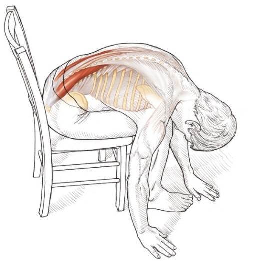 变化动作：坐姿躯干下部伸肌和侧屈肌拉伸