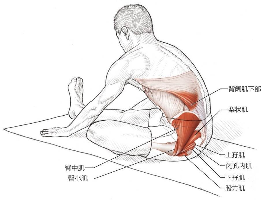 中级坐姿髋外旋肌和伸肌拉伸