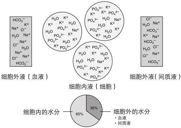 第5章 体液
