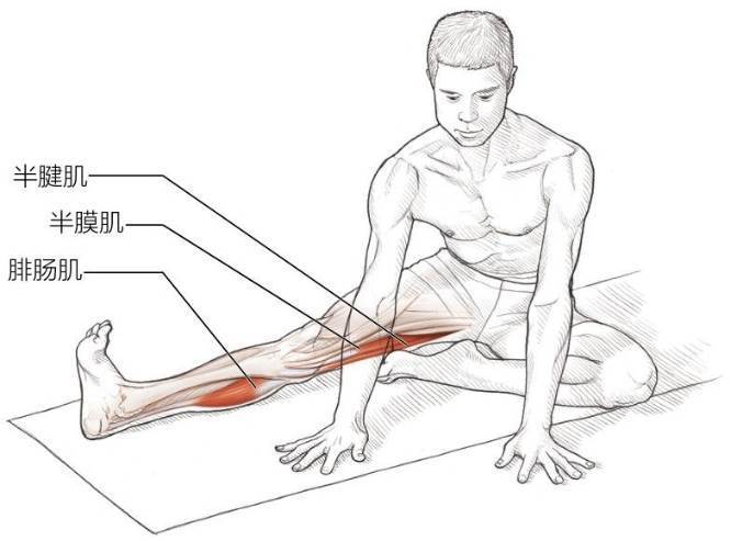 变化动作：中级坐姿髋伸肌和外旋肌拉伸