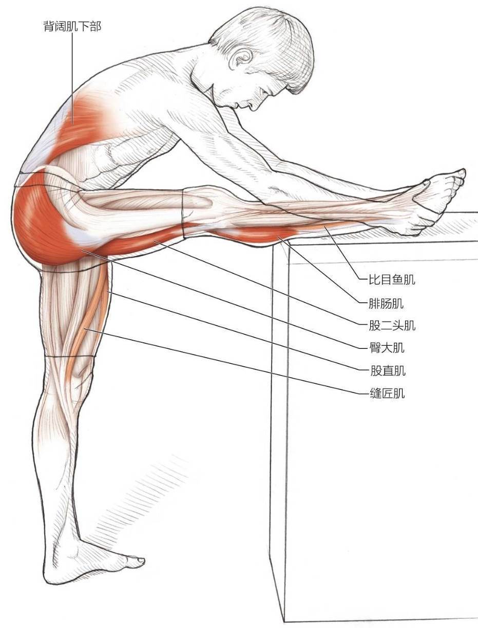 专家级抬腿膝屈肌拉伸
