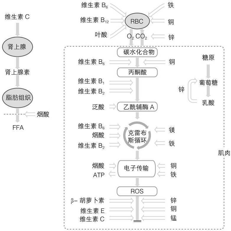 运动员的微量营养素需求