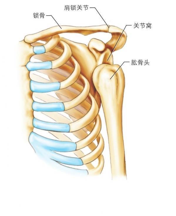 锁骨骨折