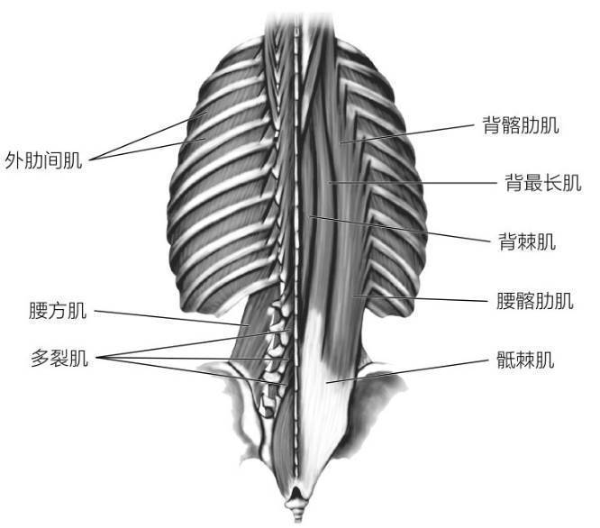 核心区的解剖学结构——肌肉