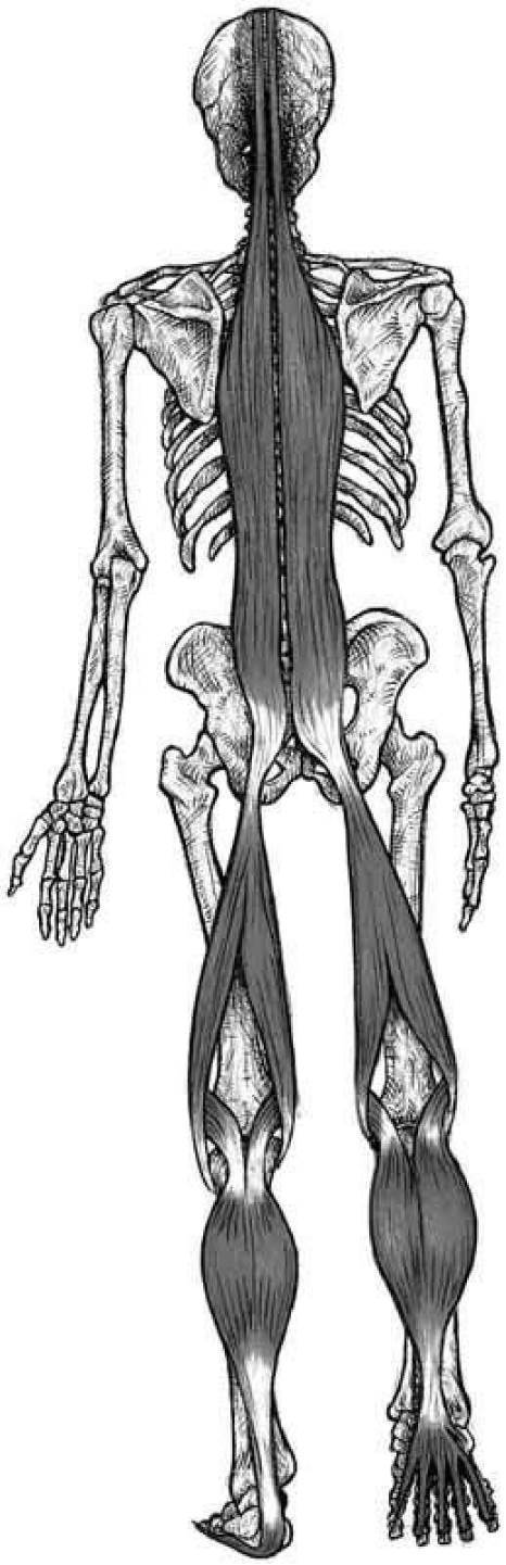 第6步：辨别身体扳机点并绘图