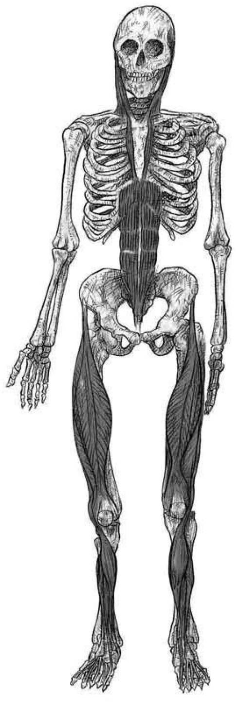 第6步：辨别身体扳机点并绘图