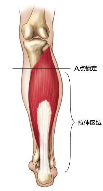 软组织放松的原理