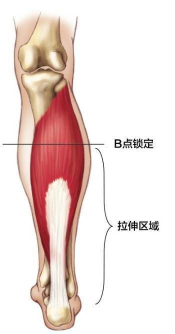 软组织放松的原理