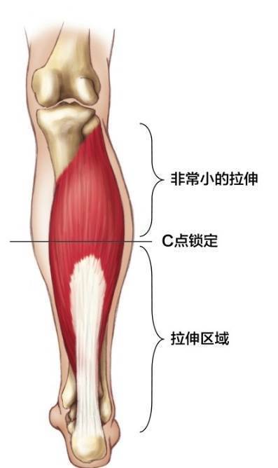 软组织放松的原理