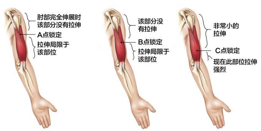 软组织放松的原理