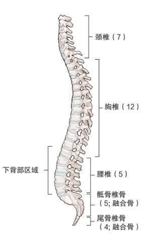 阴瑜伽体式的科学