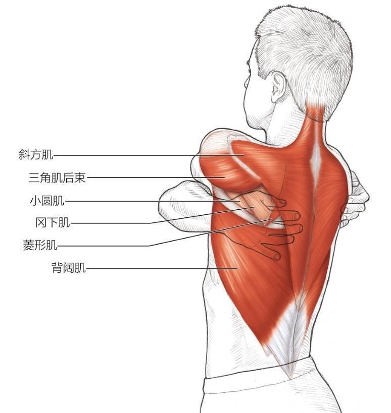 初级肩伸肌、内收肌和缩肌拉伸