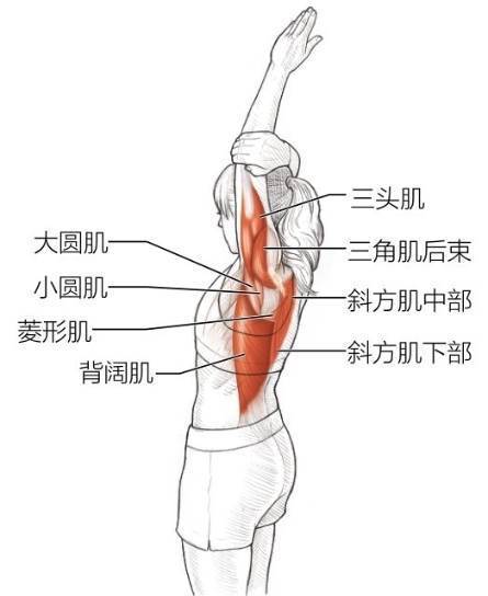 变化动作：头顶肩内收肌、伸肌和提肌拉伸