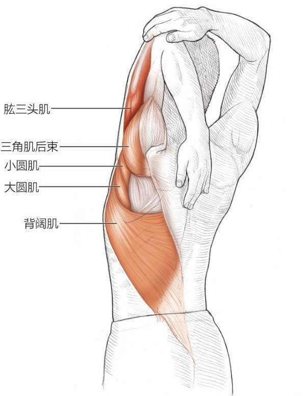 肱三头肌拉伸