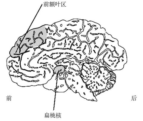 关键的情感控制回路是从前额叶区到扁桃核的，作为大脑边缘系统的一部分，扁桃核位于中脑的一侧。