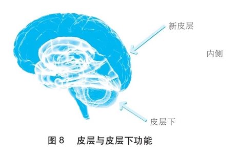 新皮层（即波浪状的上半部区域）包含了认知及其他复杂心理机能的神经中枢。皮层下区域，即下半部区域，涉及更基础的心理过程。位于思考脑正下方、伸入皮层的边缘中枢，是大脑主要的情绪区域。这些区域还见于其他哺乳动物的大脑。皮层下较为原始的部位延伸至脑干，爬行动物和人类都具有脑干，因此脑干又称为“爬行动物脑”。