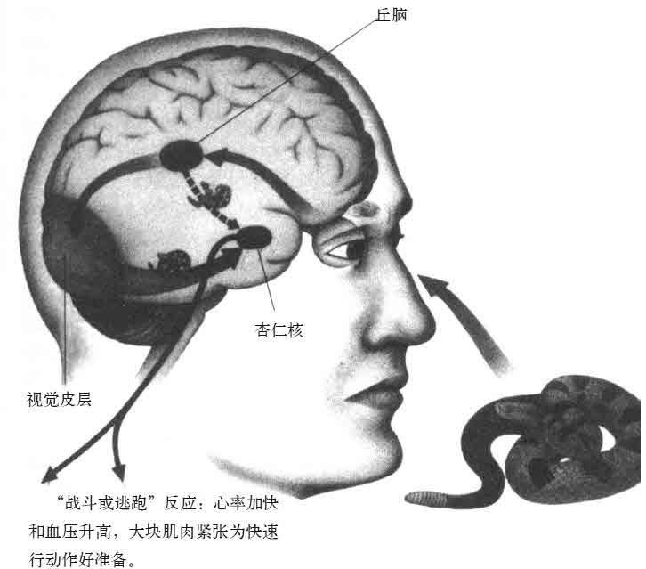 视觉信号首先从视网膜传到丘脑，信号在这里被翻译成大脑的语言