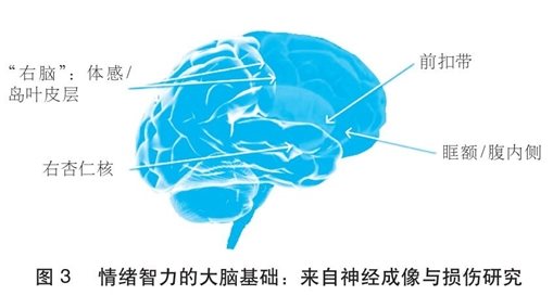 情绪智力的大脑基础：来自神经成像与损伤研究
