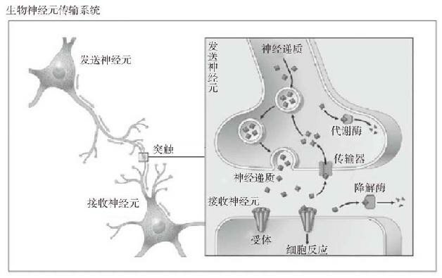 大脑神经元和突触的结构