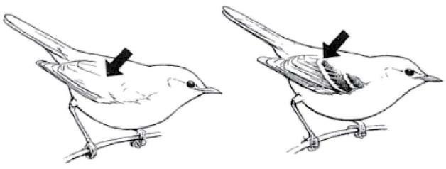 可用于区分相似鸟类的显著特征