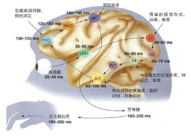 猕猴视觉系统的信息流动示意图