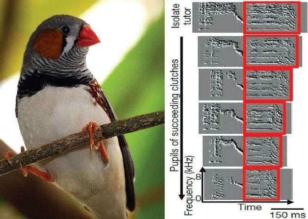 斑胸草雀的鸟鸣