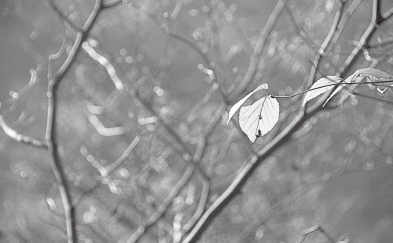 16. 专在夜间清除身体有害物质的“杀毒软件” - 七魄之“吞贼”