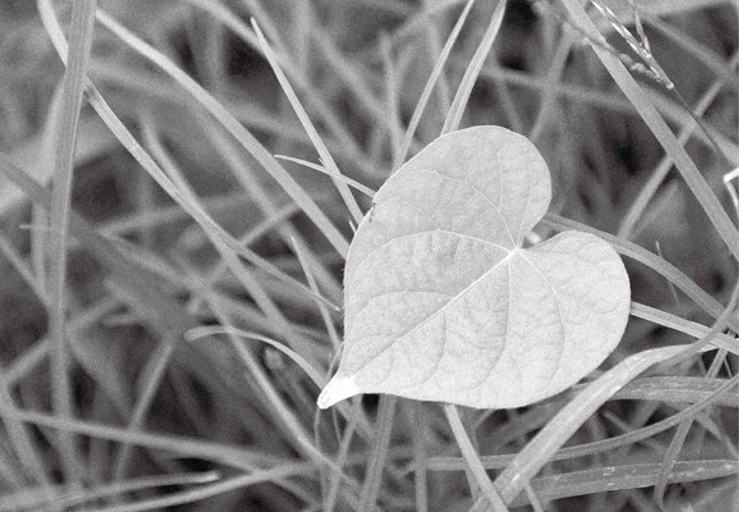 10. “天地四时不相保，与道相失，则未央绝灭。唯圣人从之，故身无奇病，万物不失，生气不竭”
