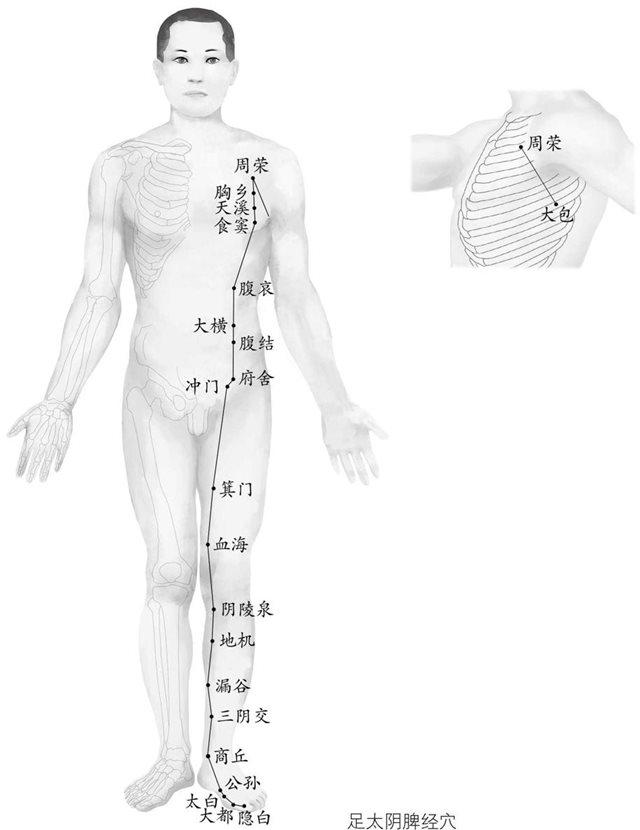 第六章： 脾经，调理我们后天之本的经络
