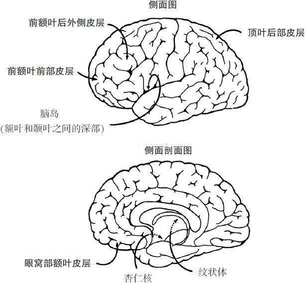 负责“经济” 活动的大脑部位