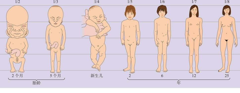 早期的生理发展