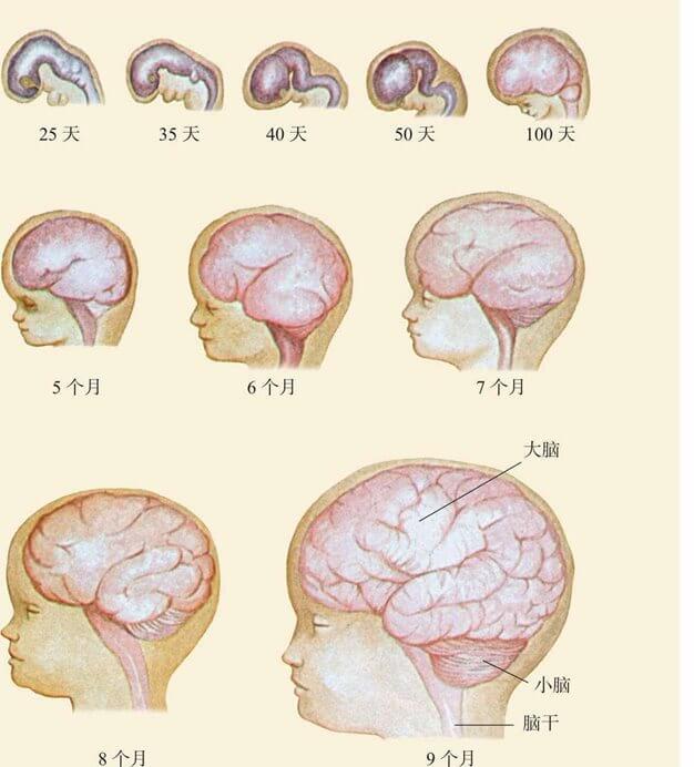 早期的生理发展