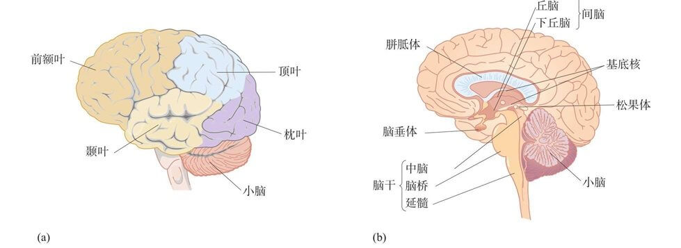早期的生理发展
