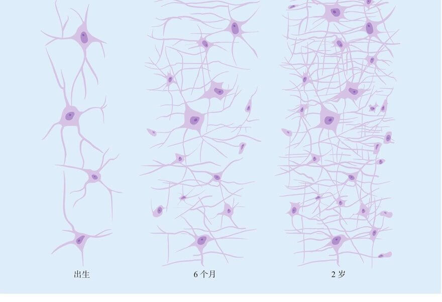 早期的生理发展