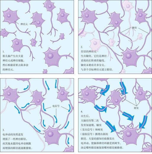 早期的生理发展