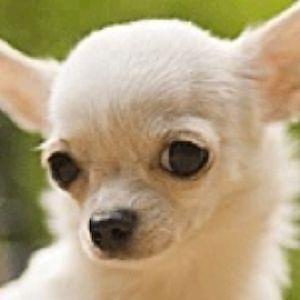 信息转化率